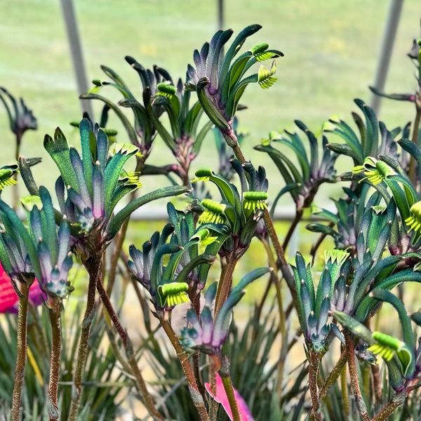 おしゃれ 観葉植物 鉢花：カンガルーポー マスカレード* (小) 5号