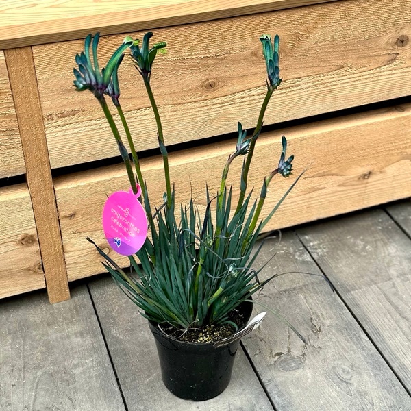 おしゃれ 観葉植物 鉢花：カンガルーポー マスカレード* (小) 5号