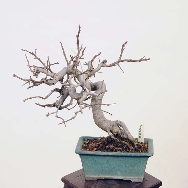 ߺϡɤ*ɥ Miyanakaidou bonsai ߺ