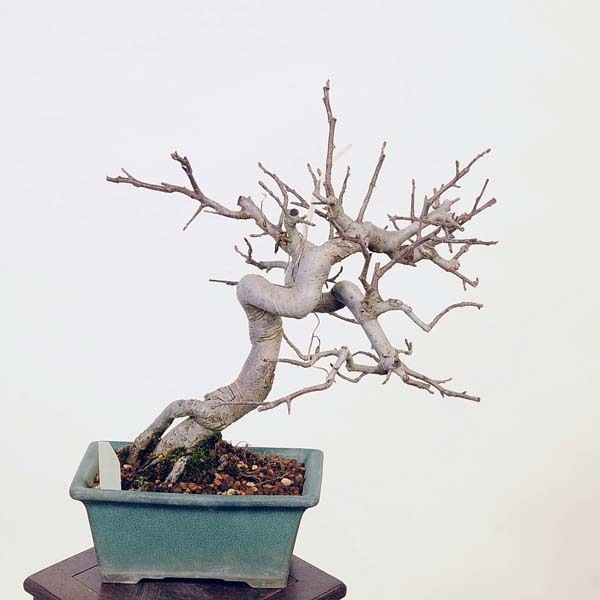 盆栽：深山かいどう 現品*カイドウ Miyanakaidou bonsai 小品盆栽