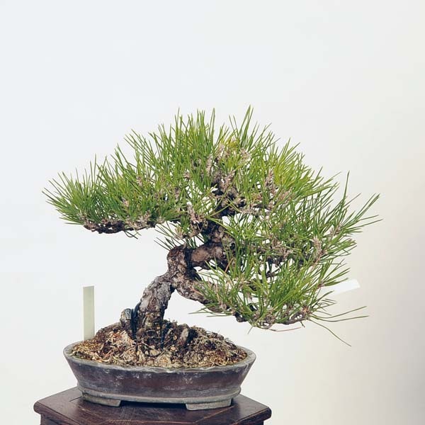 黒松盆栽 万里一空 特選 春を松 Bonsai Kuromatsu 盆栽 特選：三河黒松* 現品 くろまつ クロマツ Kuromatsu bonsai 小品