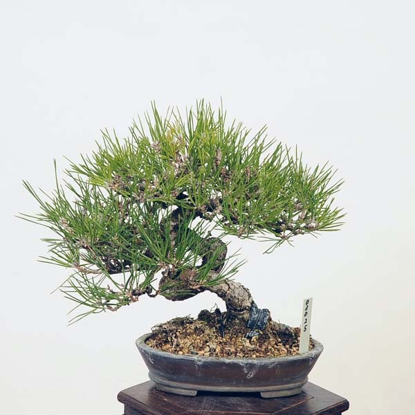 盆栽 特選：三河黒松* 現品 くろまつ クロマツ Kuromatsu bonsai 小品