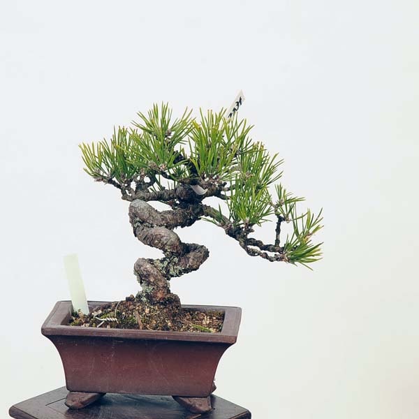 盆栽：三河黒松* 現品 くろまつ クロマツ Pinus thunbergii Kuromatsu
