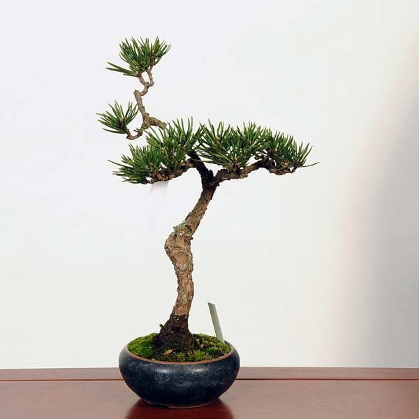 盆栽：寸梢黒松 現品*くろまつ クロマツ Pinus thunbergii Kuromatsu
