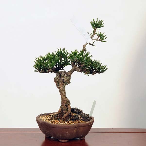 黒松盆栽 万里一空 特選 春を松 Bonsai Kuromatsu