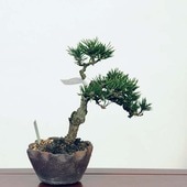 �ߺϡ���������������*�����ޤġ������ޥ� Pinus thunbergii��Kuromatsu bonsai �����ߺ�
