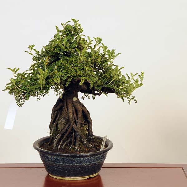 盆栽：磯山椒石付(いそざんしょう)現品*サンショウ Isozansyo