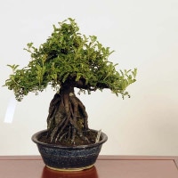 盆栽：磯山椒石付(いそざんしょう)現品*サンショウ Isozansyo