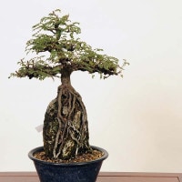盆栽：磯山椒石付(いそざんしょう)現品*サンショウ Isozansyo