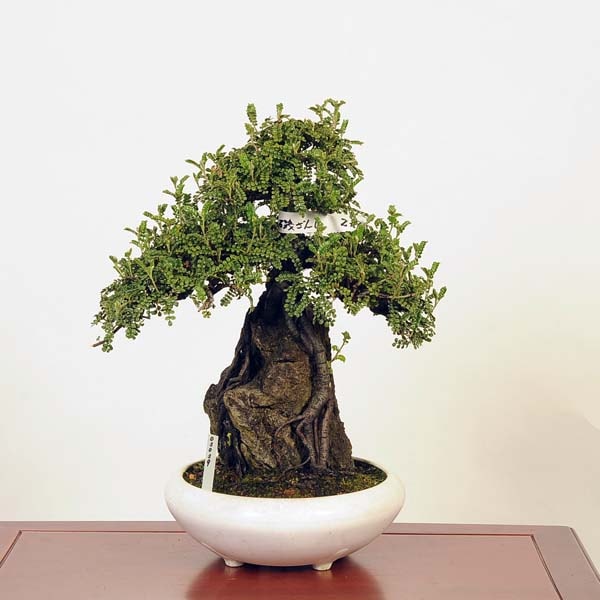 磯山椒　コケ順いいです 盆栽：磯山椒石付(いそざんしょう)現品*サンショウ Isozansyo