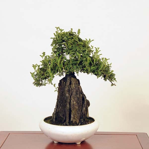 盆栽：磯山椒石付(いそざんしょう)現品*サンショウ Isozansyo