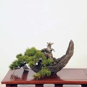 �ߺ� ���������վ�*���� ���褦�ޤġ����襦�ޥġ�Goyoumatsu bonsai �����ߺ�
