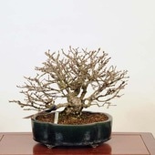 ߺ ڡʥ˥* ˤEuonymus alatusNishikigii bonsai ߺ