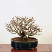 錦木 盆栽 盆栽 特選：錦木（ニシキギ）*現品 にしきぎ Euonymus alatus