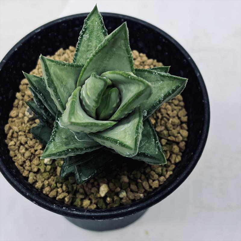 多肉植物：アストロロバ ハリー*幅6cm 現品 一品限り