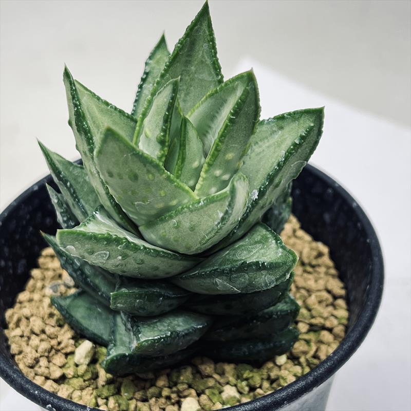 アストロロバ ハリー 大株 □アストロロバ ハリー 大株 Astroloba hallii □多肉植物