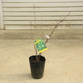 ���ڡ����ڡ��̼��ġ��������٥꡼�����Υ������*�����襦�����ꡡ�ե�������