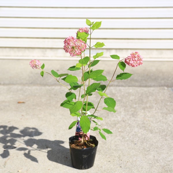 庭木・植木：ピンクアナベル*（アナベル 桃花）4号ポット | 植木