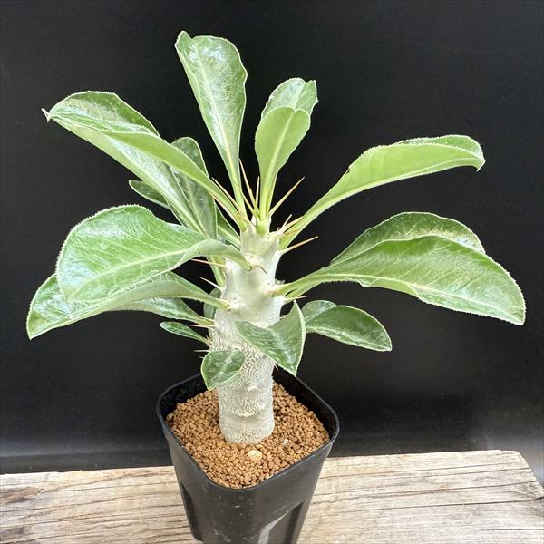 òǥåѥݥǥ ǥ륷 Ͼ롡*3