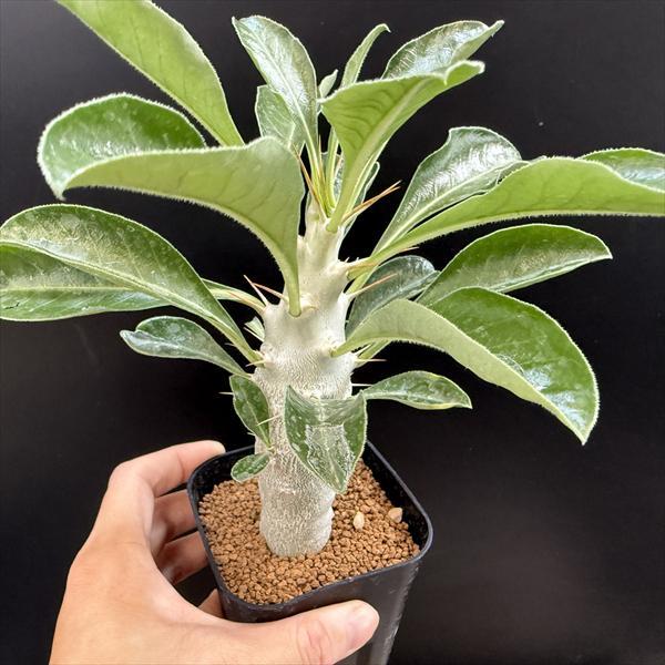 【大株】パキポディウムサンデルシー 白馬城 実生 塊根植物 多肉 ☆特価☆コーデックス：パキポディウム サンデルシー 白馬城