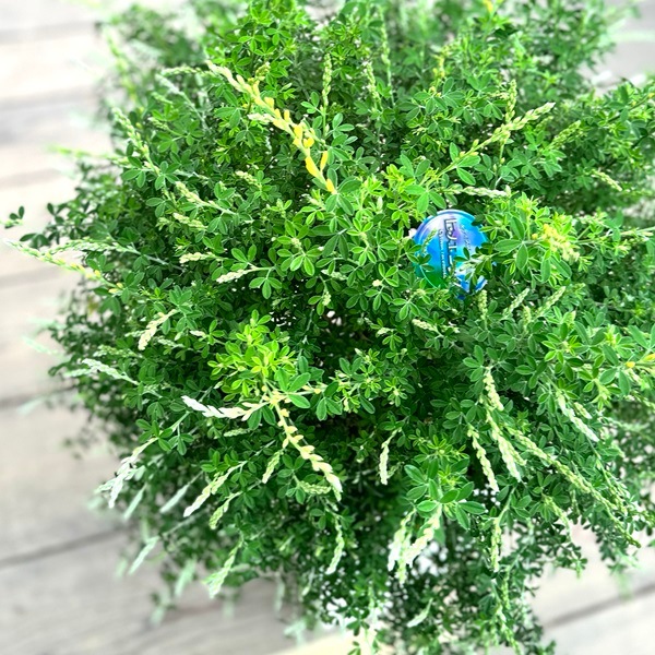 鉢花 観葉植物：エニシダ*6号 白大鉢 姫エニシダ ヒメエニシダ | 観葉