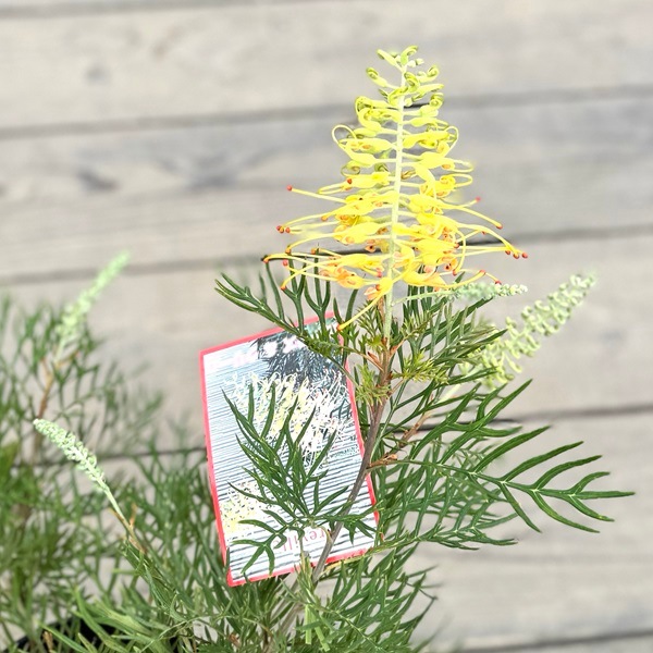 花苗 観葉植物：グレビレア ピーチアンドクリーム*オージープランツ