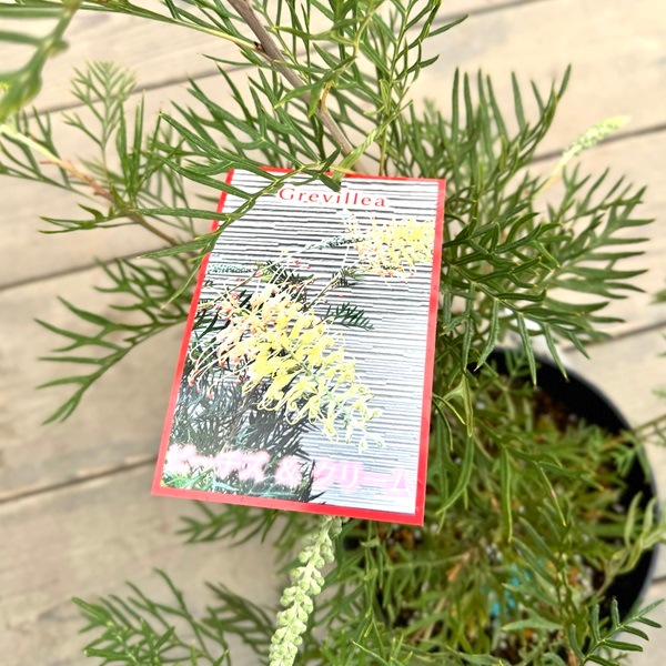 花苗 観葉植物：グレビレア ピーチアンドクリーム*オージープランツ