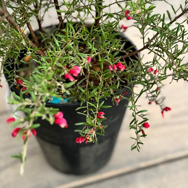 特③葉も花も楽しめる人気のオージープランツ・グレビリア・プーリンダ・イルミナ 特①葉も花も楽しめる人気のオージープランツ・グレビリア
