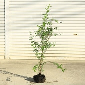 ���ڡ����� ���ڡ���¥������ʥ���ե���˥��������˼��⡧100���*���ء�������