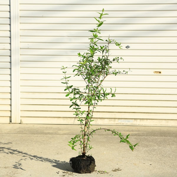 庭木 植木 苗木：大実ザクロ（カリフォルニアザクロ）樹高：100cm