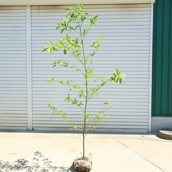 クロモジの木約3m50cm