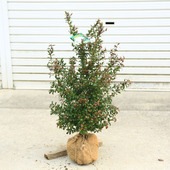 ���ڡ����ڡ�����Х���*�ޡ��ȥ롡���߲֡�����ѥ���¤�ꡡ60���