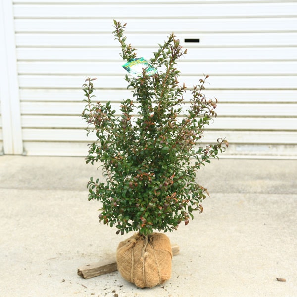 庭木 植木：ギンバイカ*マートル 銀梅花 コンパクト造り 60cm | 植木