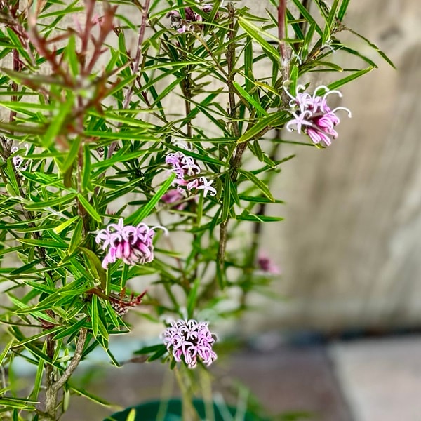 ヨシ　プロテア　ハニーグロー　10号（バンクシア、グレビレア） ヨシ プロテア ハニーグロー 10号（バンクシア、グレビレア