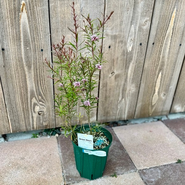 花苗 観葉植物：グレビレア ハニージョー*5号 オージープランツ