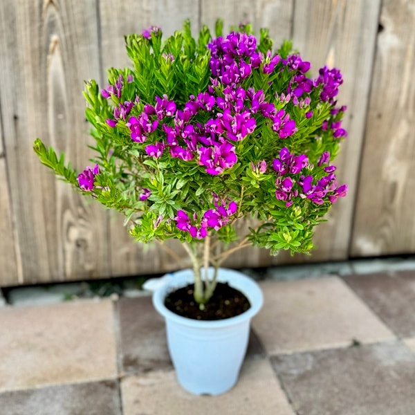 鉢花 観葉植物：ポリガラ グランディフローラ*ミルティフォリア | 観葉
