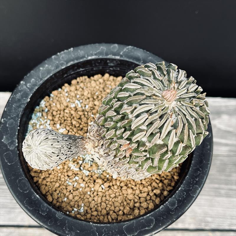 ペレキフォラ 精巧丸 綴化 サボテン：ペレキフォラ 精巧丸 自根*全幅