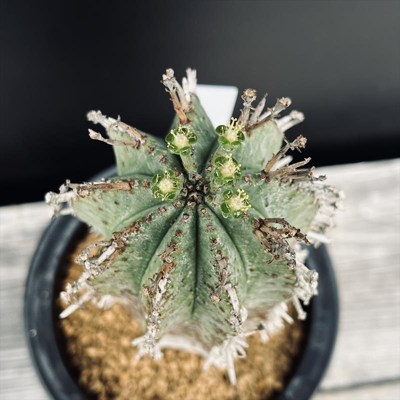 ユーフォルビア　ホリダ 楽天市場】紅ホリダ 1頭 ユーフォルビア Mサイズ 5.5cmポット