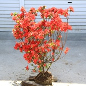 ���ڡ����ڡ���̸��ĥĥ����ܥ���ˤۤ󤭤ꤷ�ޤĤĤ������*�������ĤĤ��������ĥĥ�