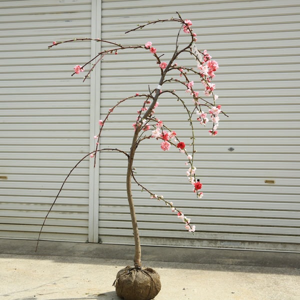 特撰庭木・植木：源平しだれ桃 桃の木 花桃*当店おまかせ 曲付大苗