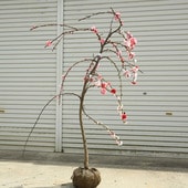 �������ڡ����ڡ���ʿ���������������ڡ�����*��Ź���ޤ������������ġ��������ȯ��