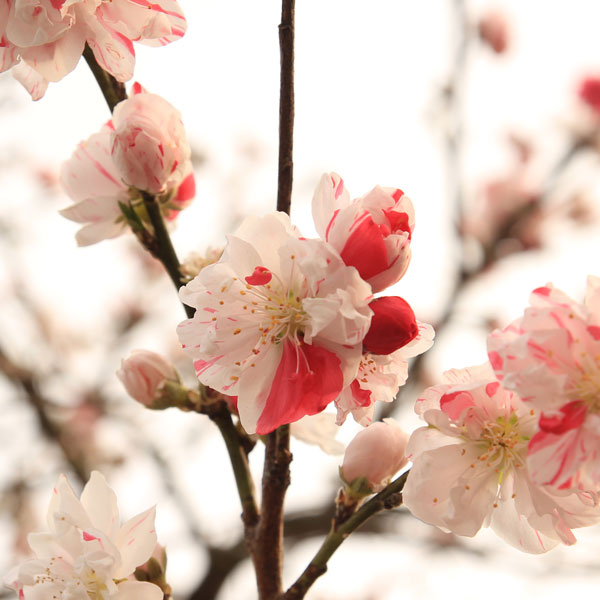 源平花桃　約２ｍ　現品発送　３色咲きの花桃　特大株　植木苗木大苗　ゲンペイハナモモ　 送料無料 しだれ源平花桃 約1.6ｍ 現品発送 特大株 植木苗木大苗 源平しだれ