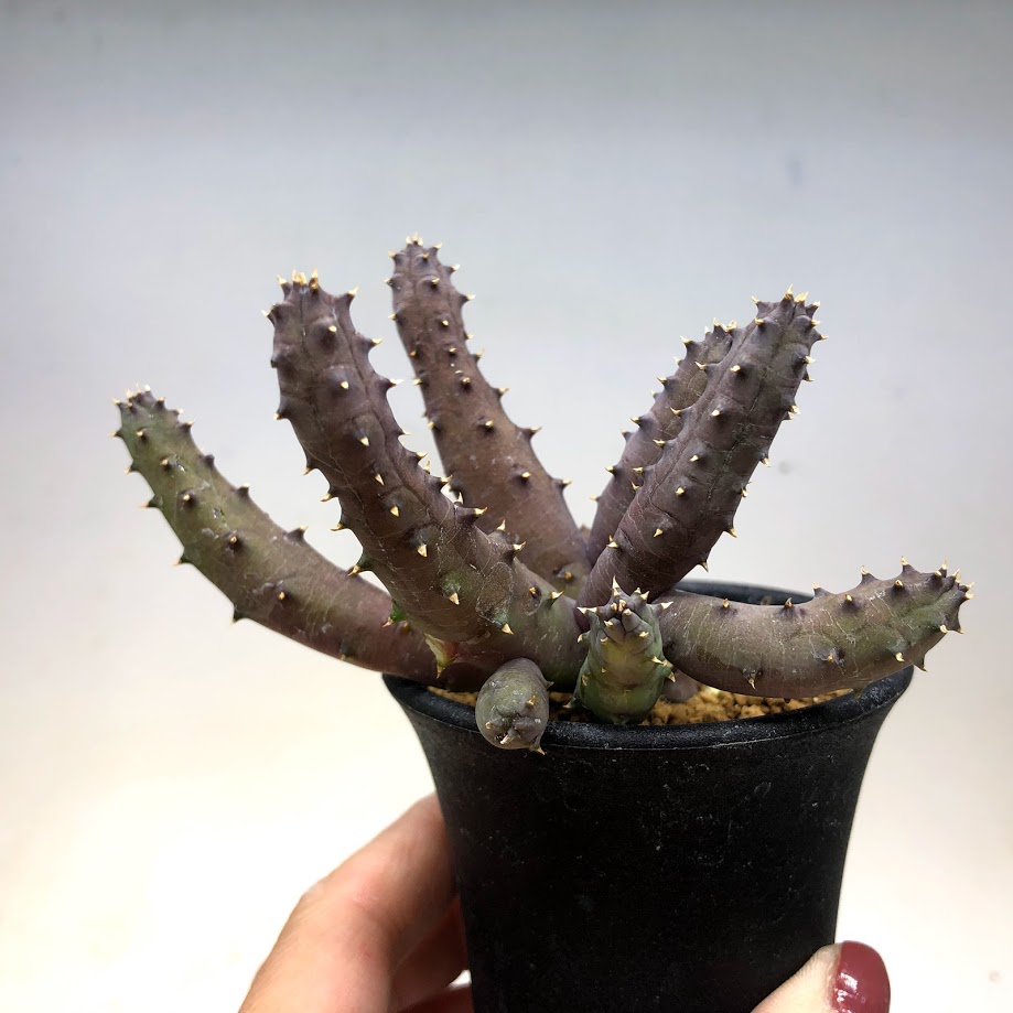 多肉植物：ガガイモ フェルニア ヒストリクス*幅10cm | サボテン