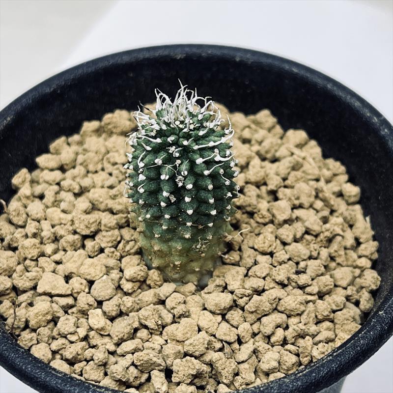 多肉植物：ガガイモ エキドノプシス ビヘンドゥレンシス*幅1.5cm