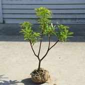 ���ڡ����ڡ�������(������祦��)  �ֲ�*����������