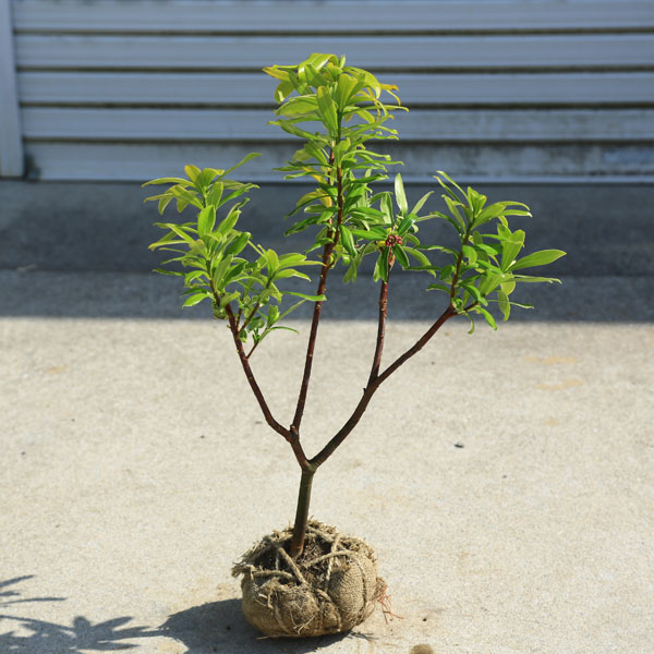 庭木・植木：沈丁花(ジンチョウゲ) 赤花* 小 根巻 | 植木＆庭木 | 遊恵