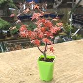 ���ڡ����ڡ� �����ġ��켮��ߥ���������ߤ��ˤ������������ᡡ��ߤ������ա�����ͳѥݥåȡ�