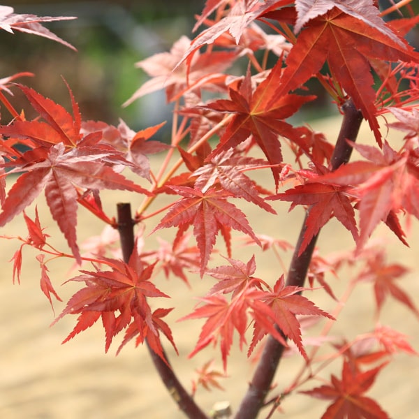 庭木・植木 庭木苗：血汐モミジ（千染もみじ）ちしお ちぞめ もみじ