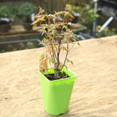 ���ڡ����ڡ� �����ġ������ϥ�ߥ��ʤ����Ϥ�ߤ��ˤ�ߤ������ա�����ͳѥݥåȡ�