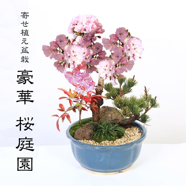 󤻿ߺϡں*߸žزĿȭݤȺդ2025ǯֽλ˷ʿߺ ͺ  ָ  ץ쥼Ȥˤbonsai